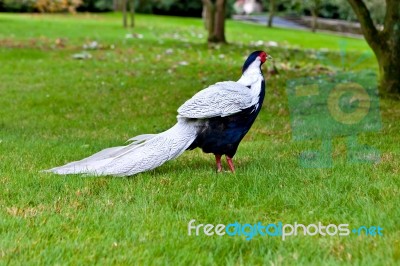 Golden Pheasant Or Chinese Pheasant Stock Photo