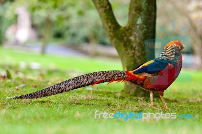 Golden Pheasant Or Chinese Pheasant Stock Photo