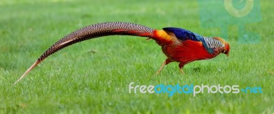 Golden Pheasant Or Chinese Pheasant Stock Photo