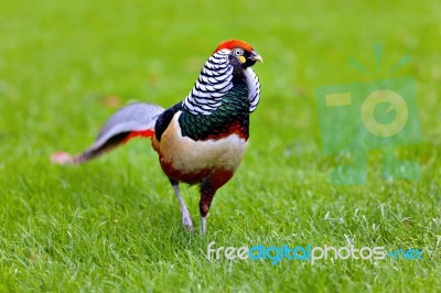 Golden Pheasant Or Chinese Pheasant Stock Photo