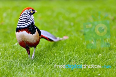 Golden Pheasant Or Chinese Pheasant Stock Photo