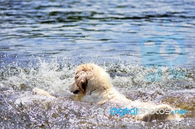 Golden Retriever Splashing In Water Stock Photo