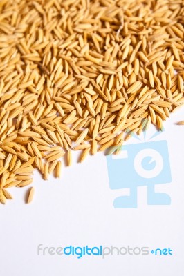 Golden Rice Stock Photo