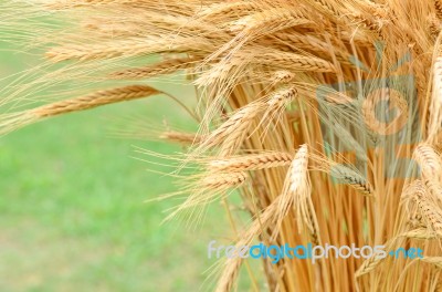 Golden Rice Stock Photo