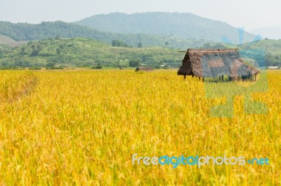 Golden Rice Field Stock Photo