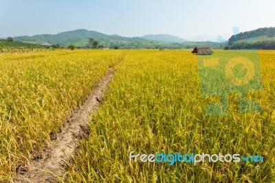 Golden Rice Field Stock Photo