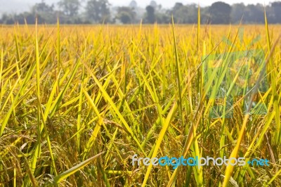 Golden Rice Field Stock Photo