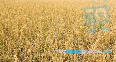 Golden Rice Field Stock Photo