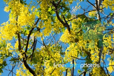 Golden Shower Stock Photo