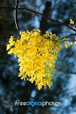 Golden Shower Stock Photo