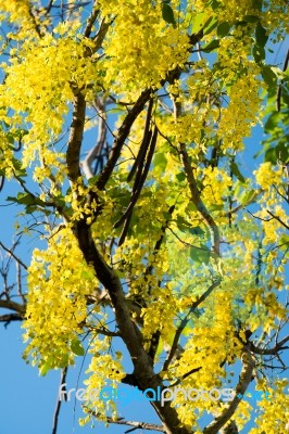 Golden Shower Stock Photo