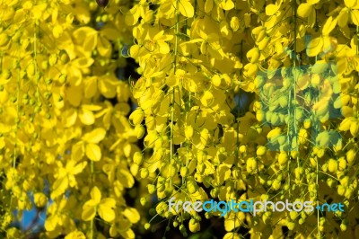 Golden Shower Stock Photo