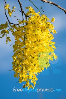 Golden Shower Stock Photo