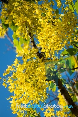 Golden Shower Stock Photo