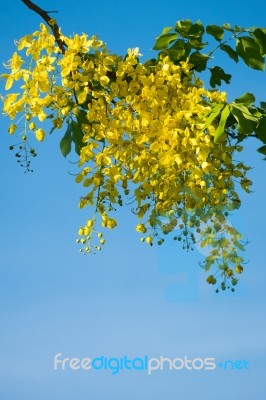 Golden Shower Stock Photo