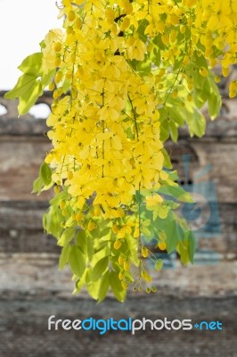 Golden Shower Flower At The Temple In Thailand Stock Photo