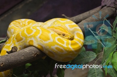 Golden Thai Python Stock Photo