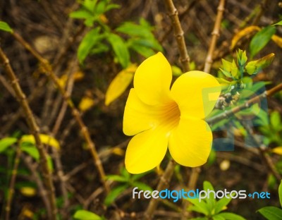 Golden Trumpet Vine, Yellow Plant In The Garden Stock Photo