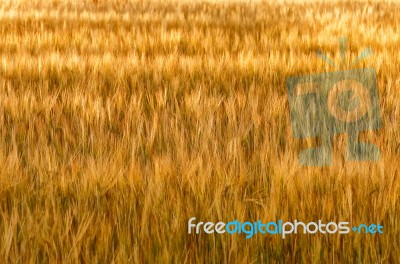 Golden Wheat Stock Photo