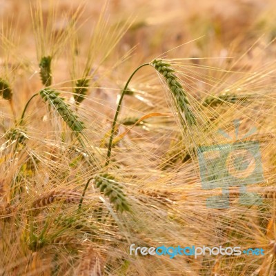 Golden Wheat Field Stock Photo