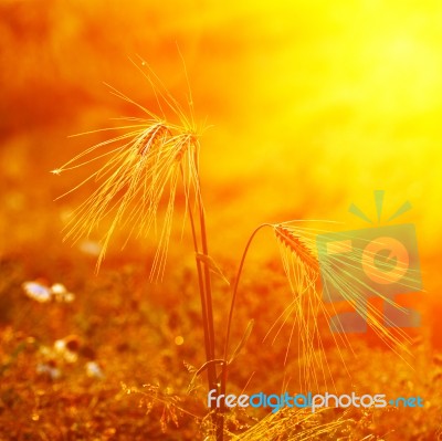 Golden Wheat Field Stock Photo