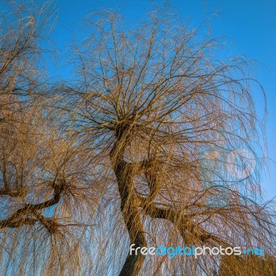 Golden Winter Evening Light Falling On Some Willow Trees Stock Photo