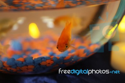 Goldfish Stock Photo