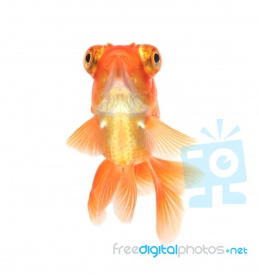 Goldfish Stock Photo