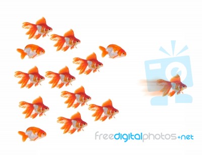 Goldfish Stock Photo