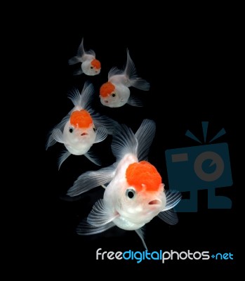 Goldfish On Black Background Stock Photo