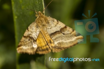 Goldwing (synthymia Fixa) Nocturnal Moth Stock Photo