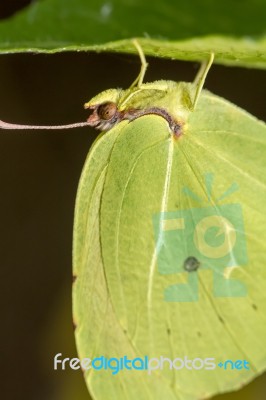 Gonepteryx Cleopatra  Butterfly Insect Stock Photo