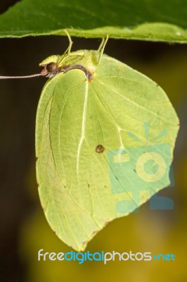 Gonepteryx Cleopatra  Butterfly Insect Stock Photo