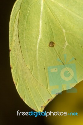 Gonepteryx Cleopatra  Butterfly Insect Stock Photo