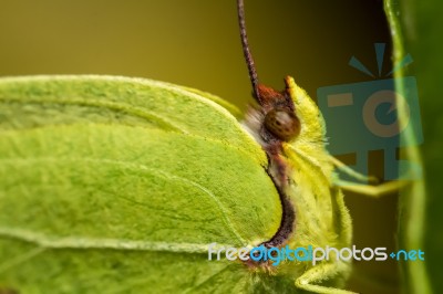 Gonepteryx Cleopatra  Butterfly Insect Stock Photo