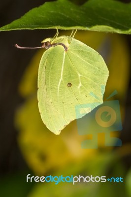 Gonepteryx Cleopatra  Butterfly Insect Stock Photo