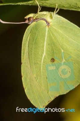 Gonepteryx Cleopatra  Butterfly Insect Stock Photo