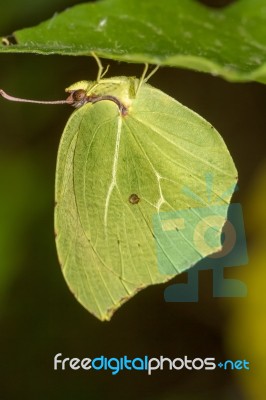 Gonepteryx Cleopatra  Butterfly Insect Stock Photo