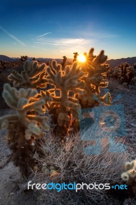 Good Morning Cacti Stock Photo