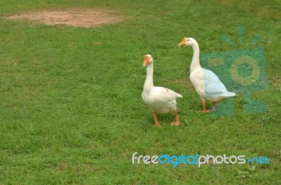 Goose Stock Photo