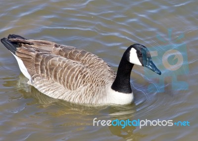 Goose Close-up Stock Photo