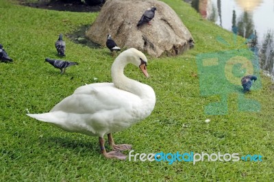 Goose In Park Stock Photo