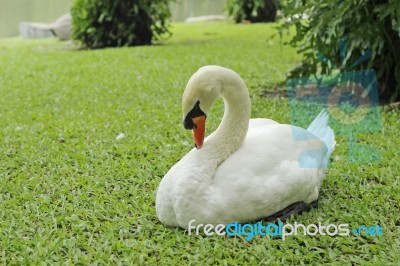 Goose On Green Grass Stock Photo