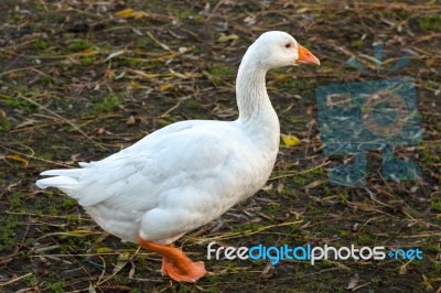 Goose Walking Along The Riverbank Of The Great Ouse In Ely Stock Photo