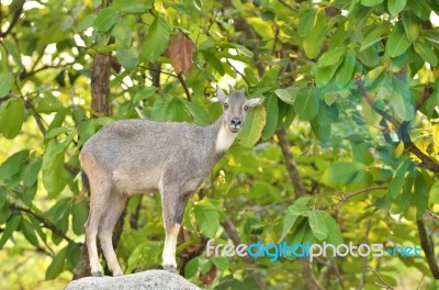 Goral Stock Photo