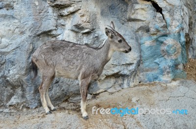 Goral Stock Photo