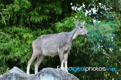 Goral Standing On The Rock Stock Photo