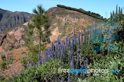 Gran Canaria, Canary Islands/spain- February 21 : A Scenic View Stock Photo