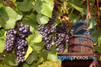 Grape Stock Photo