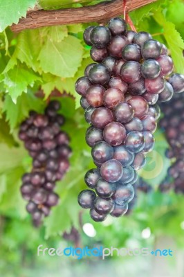 Grape Clusters Stock Photo